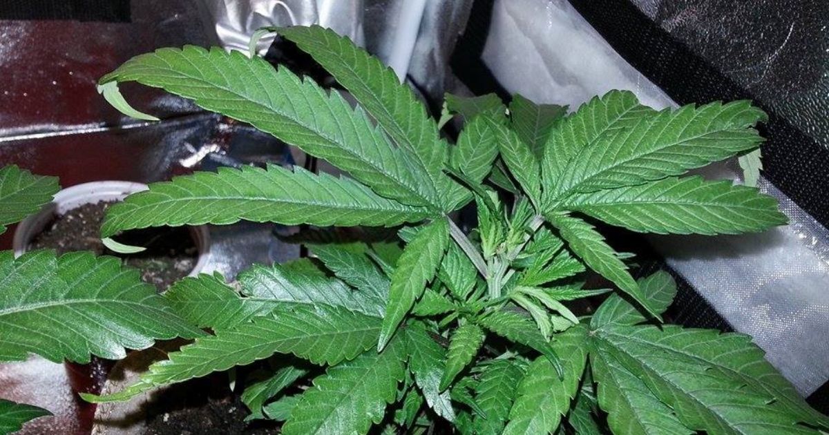 indoor plant leaves curling inwards