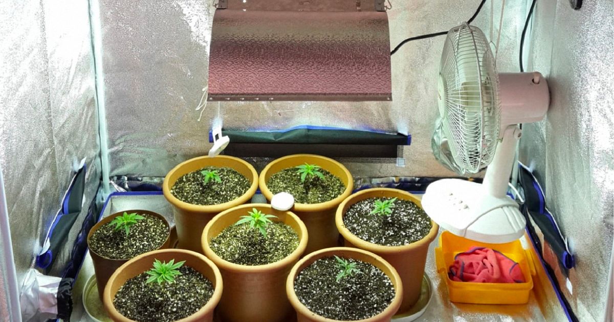 indoor plant leaves curling inwards