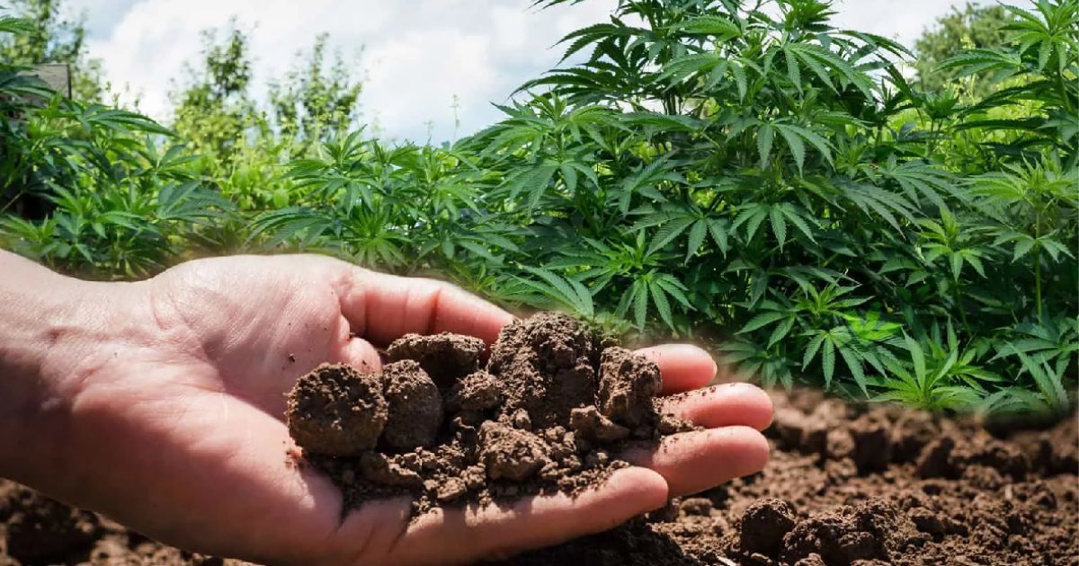 best soil mixture for cannabis