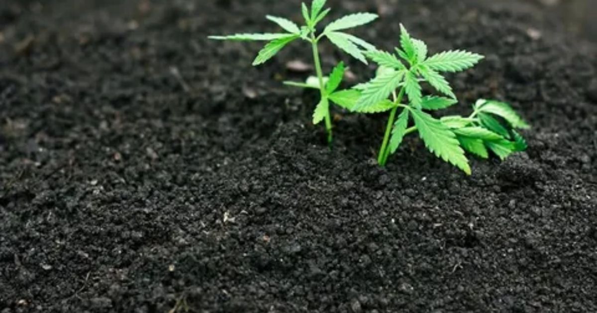 best soil mixture for cannabis