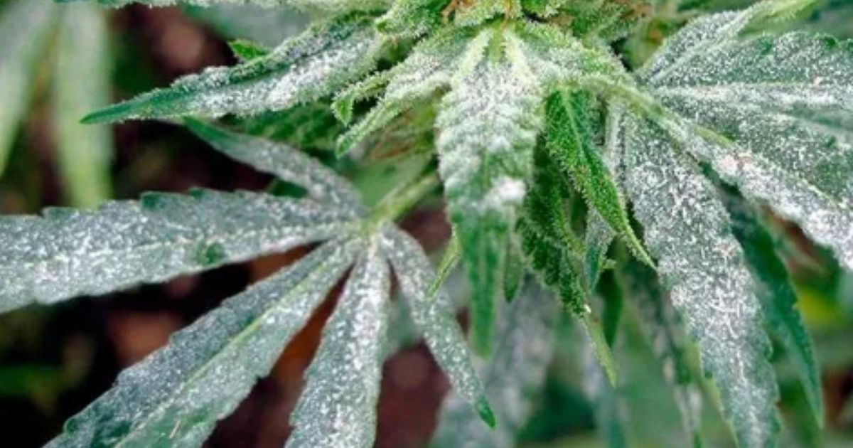 white spots on cannabis plant