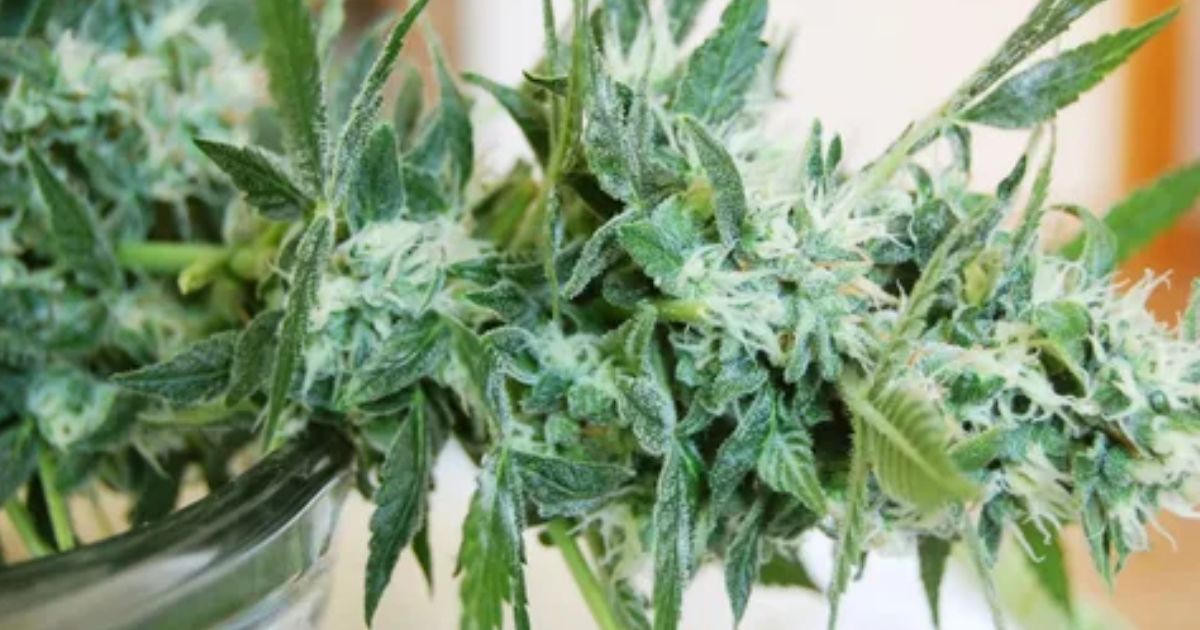 white spots on cannabis plant