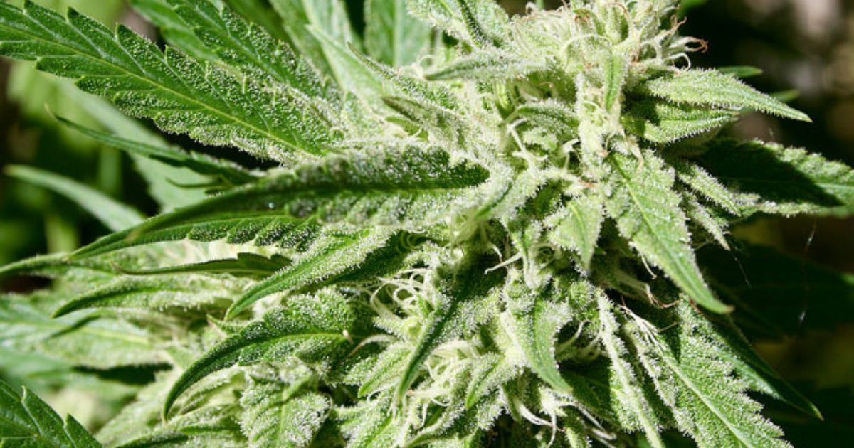 white spots on cannabis plant