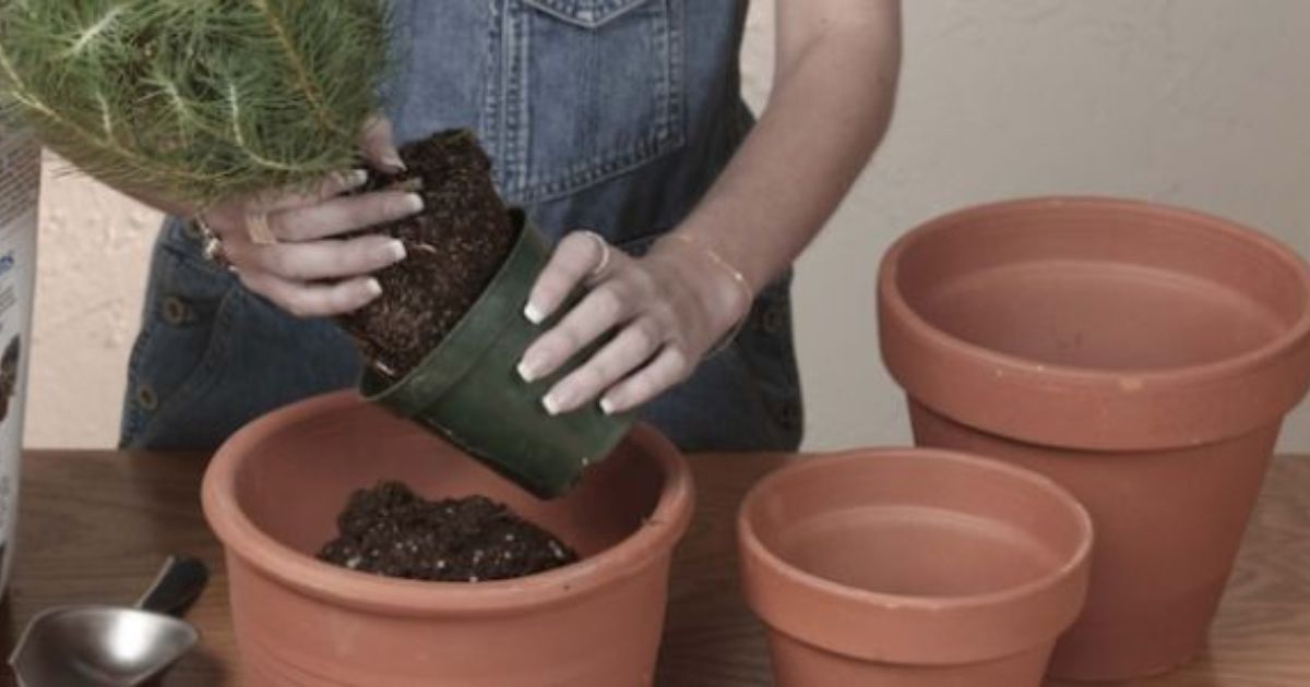 how much should pot cost