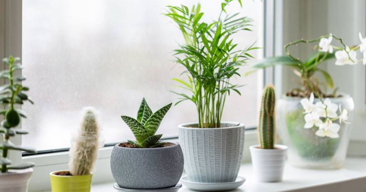 how much should pot cost