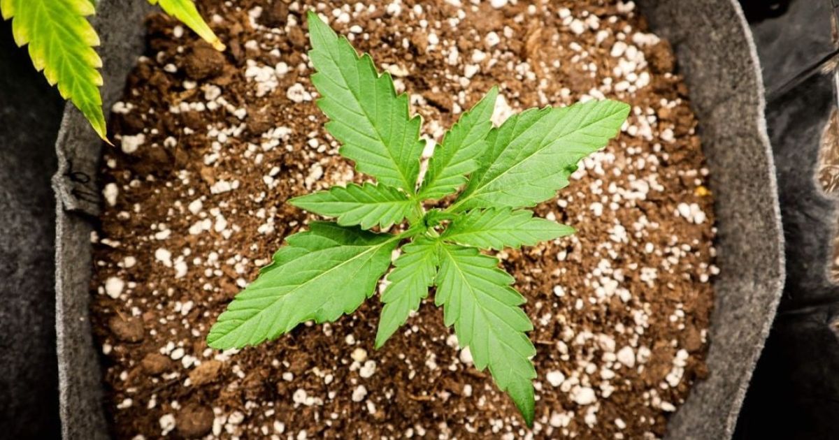 how do i plant weed seeds