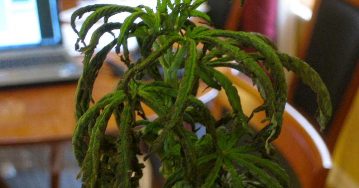 why are my outdoor plants drooping
