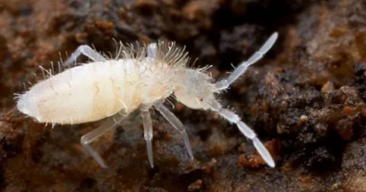 how to get rid of springtails