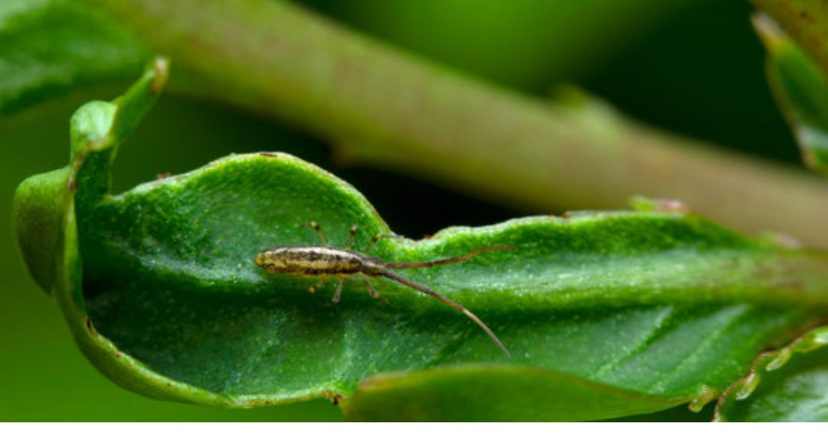 how to get rid of springtails