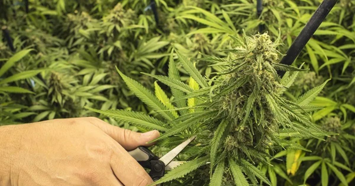 how to grow bud outdoors