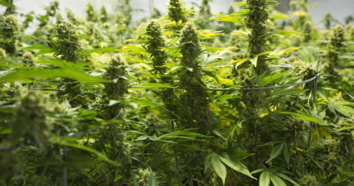 how to grow bud outdoors