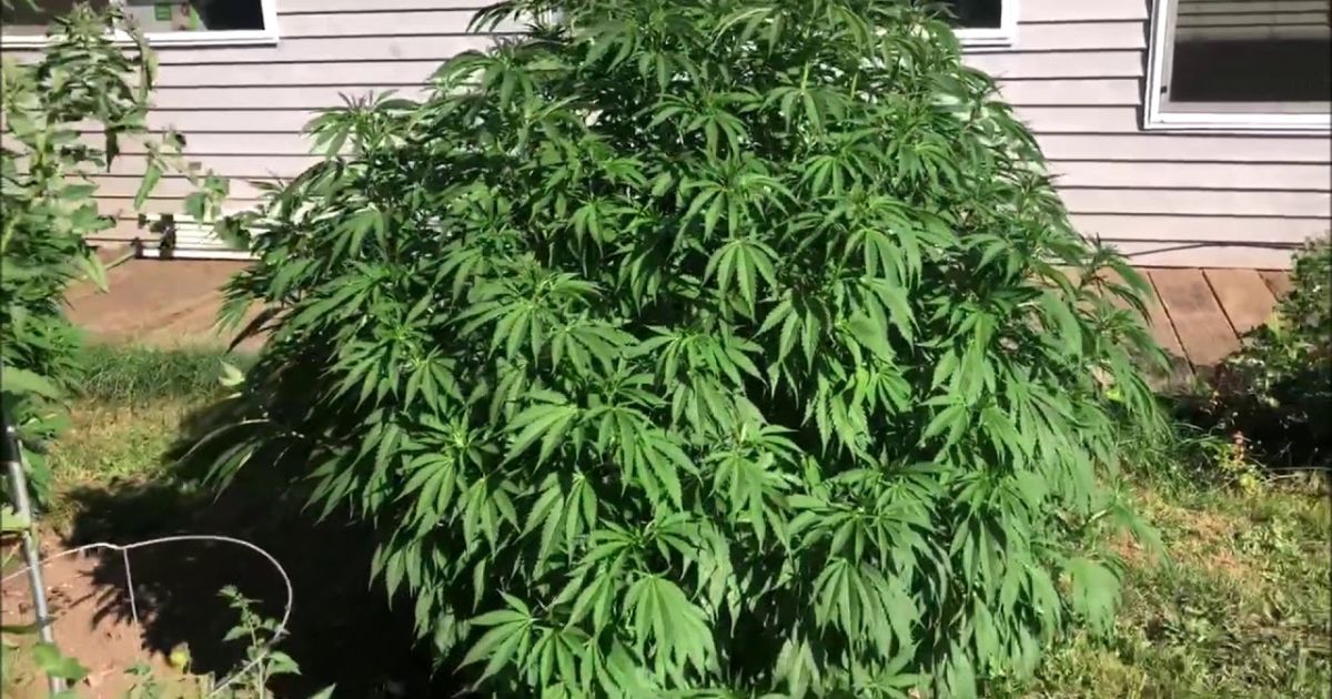 how to grow bud outdoors