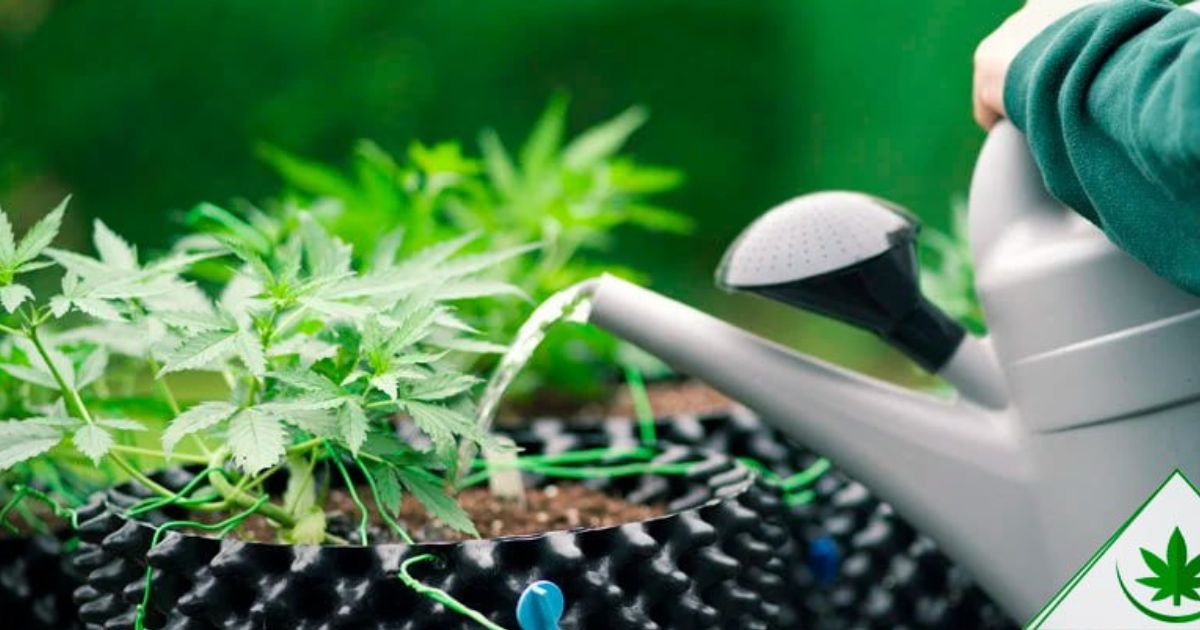 how much water do plants need