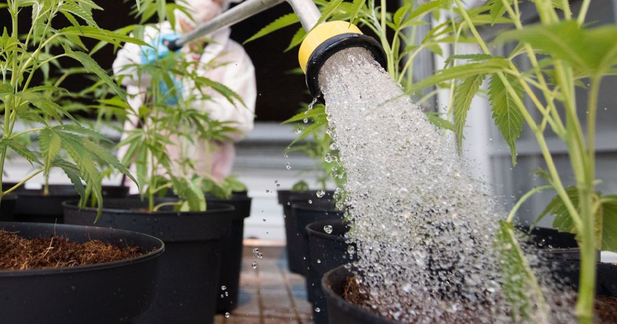 how much water do plants need