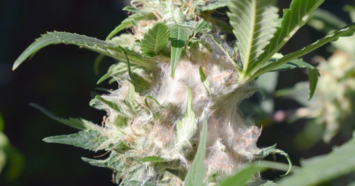 how to get rid of budworms naturally