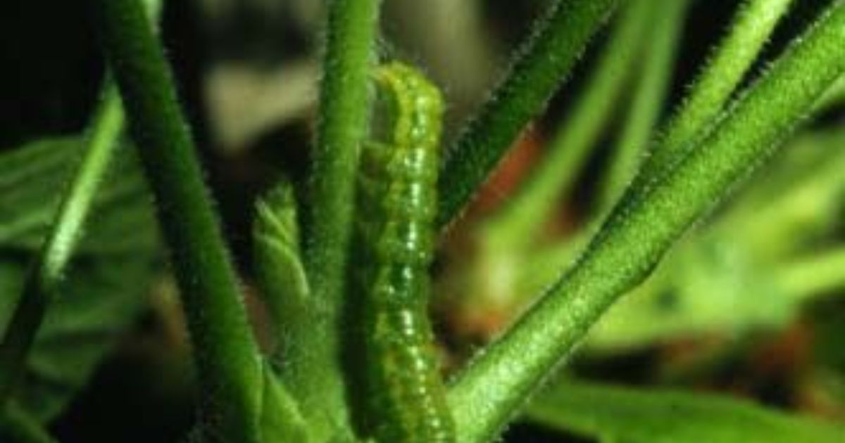 how to get rid of budworms naturally