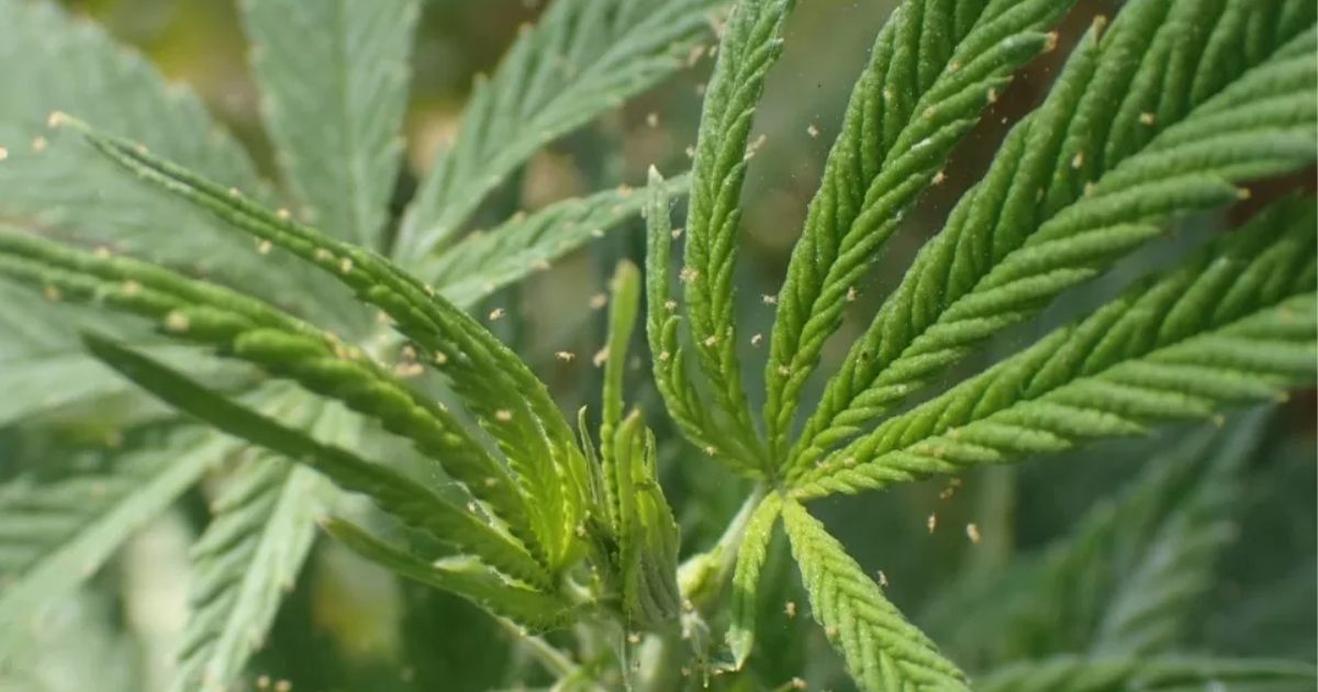 how to get rid of budworms naturally