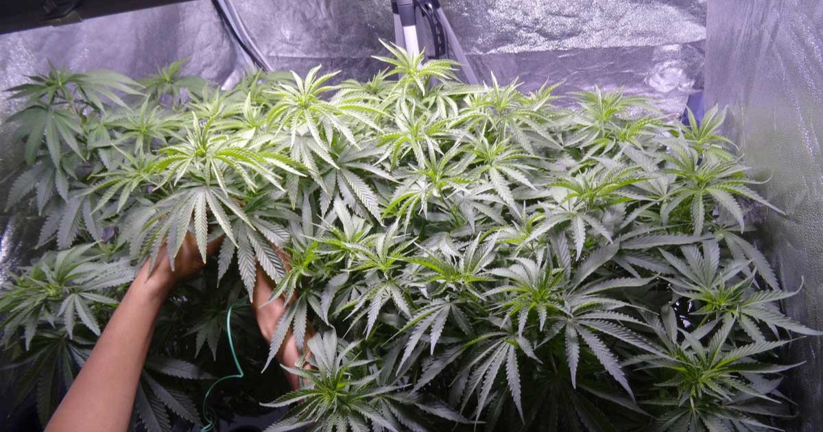 how to train cannabis plants