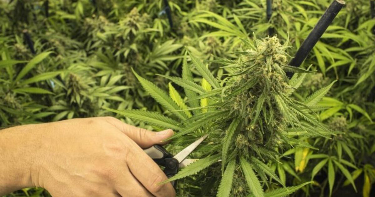 how to train cannabis plants