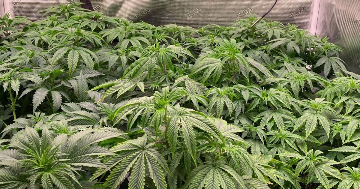 how to train cannabis plants