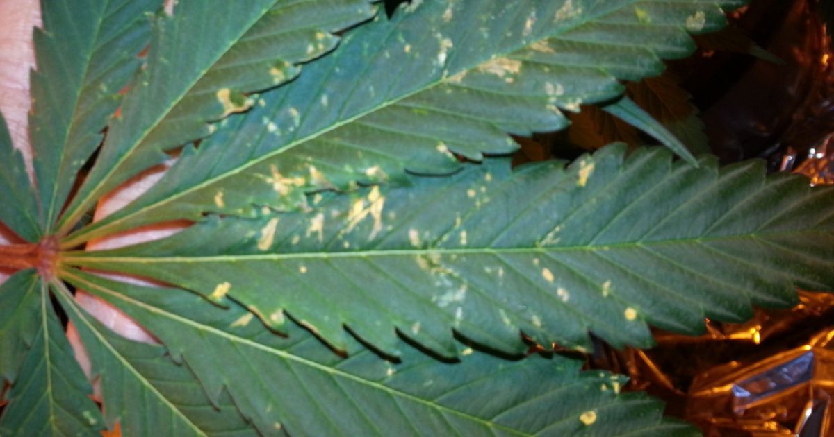 brown spots on pot leaves