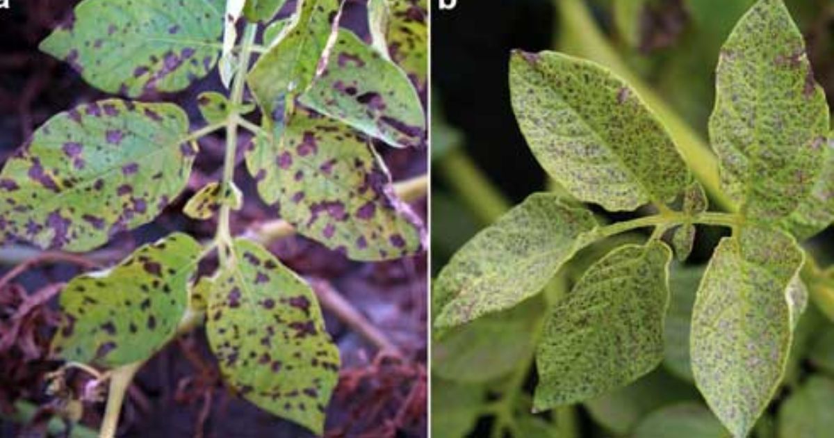 brown spots on pot leaves