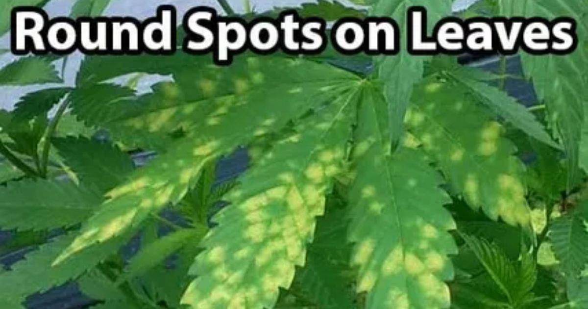 brown spots on pot leaves