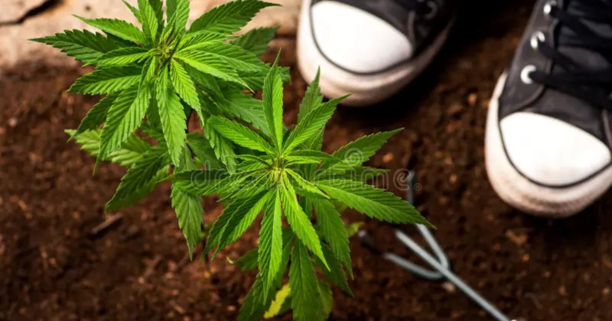 good soil for outdoor weed