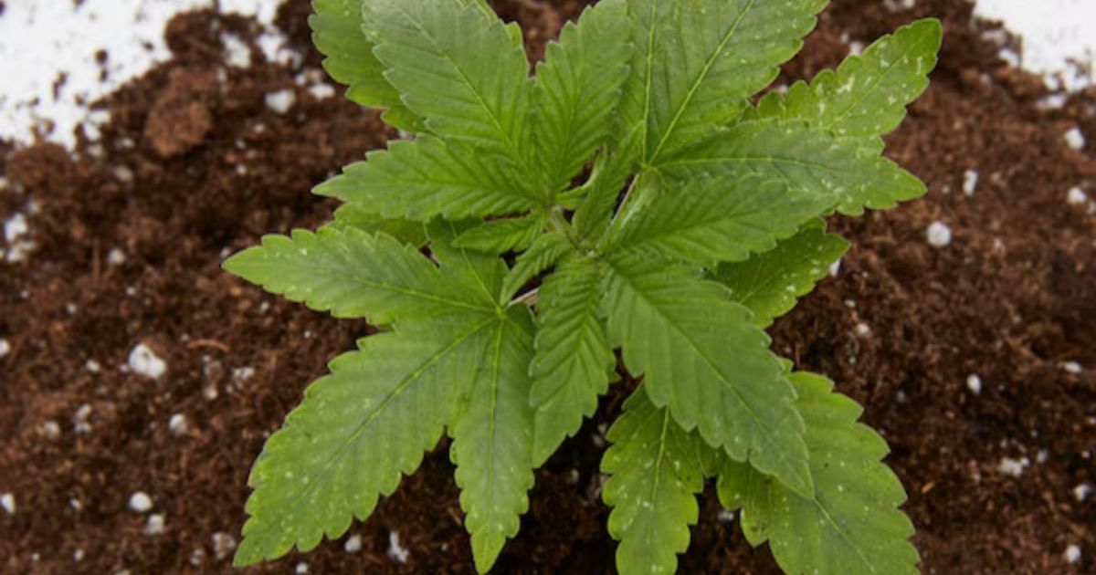 good soil for outdoor weed