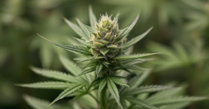 buds flowering