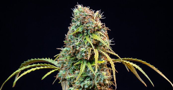 royal queen seeds