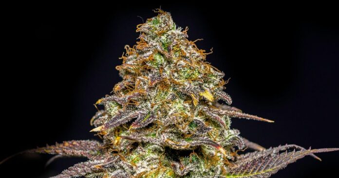 slurricane strain