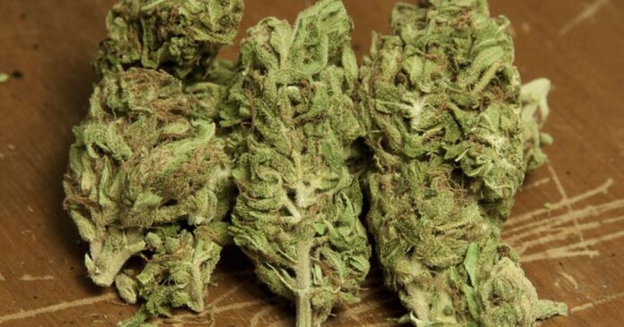 ak47 strain