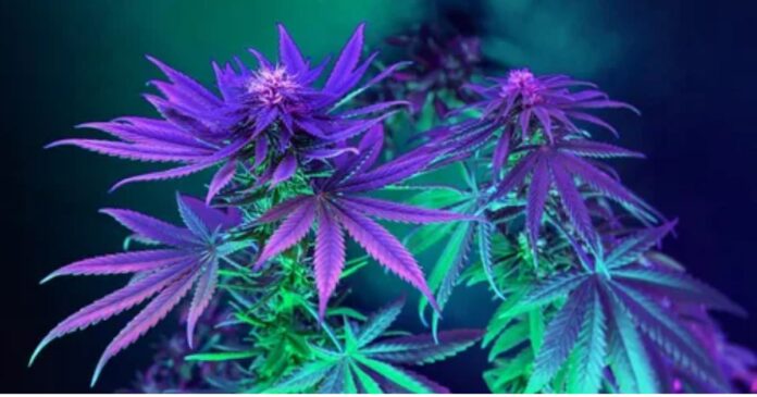 purple on weed