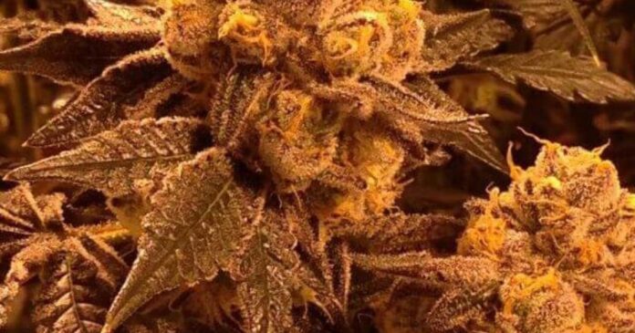 candyland strain