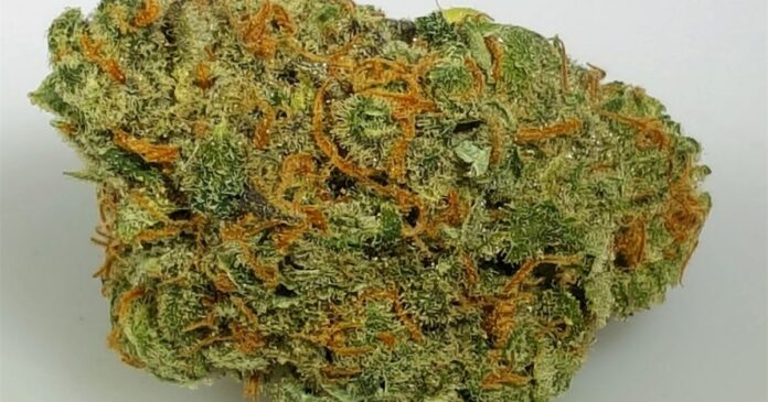 chocolope strain
