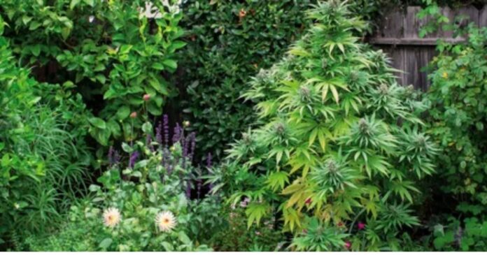 growing weed outdoors