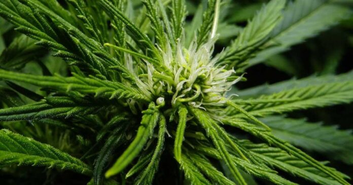 buds flowering