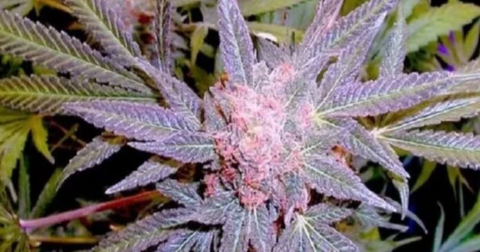 grand daddy purple