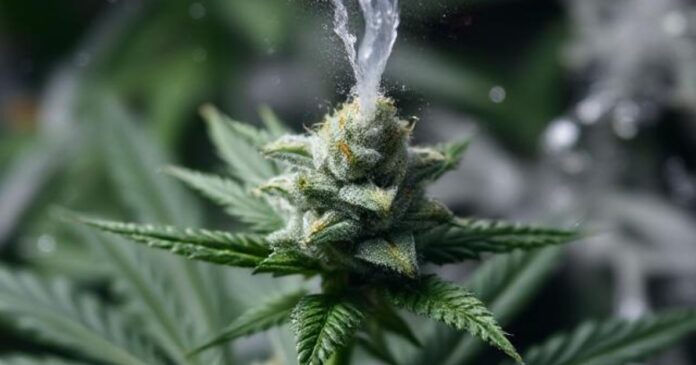 slurricane strain