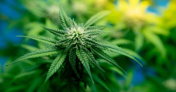 cannabis leaf pics