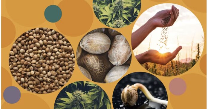 best cannabis seeds