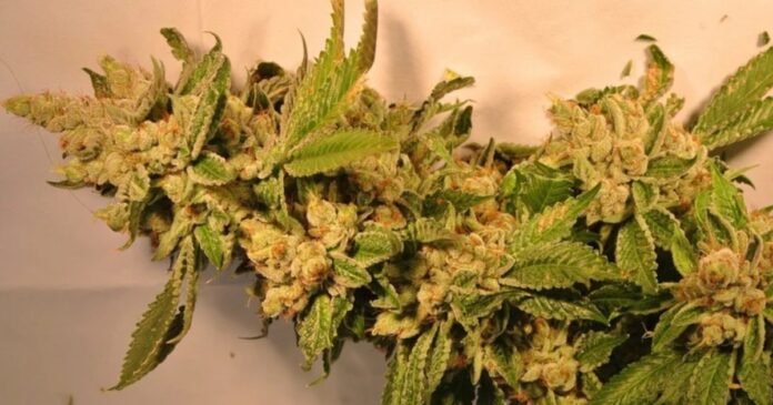 sfv og strain