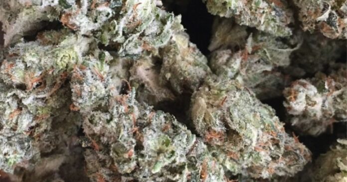 black jack strain