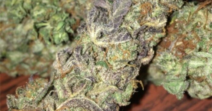 sour apple strain