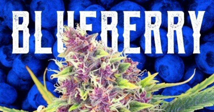 blueberry strain