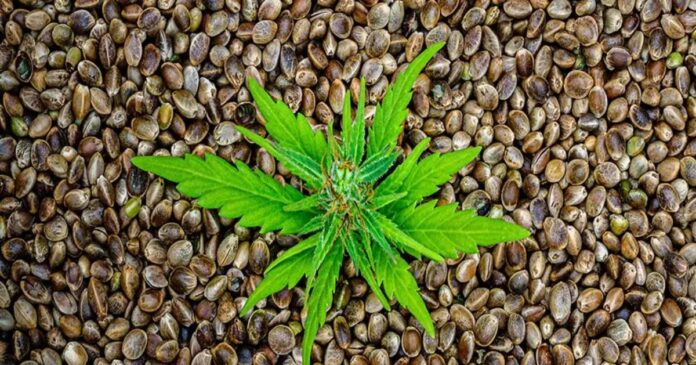 crop king seeds