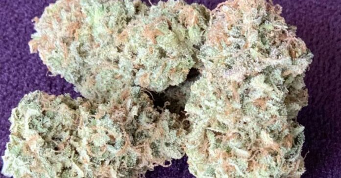raspberry parfait strain