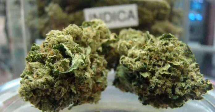 critical kush strain