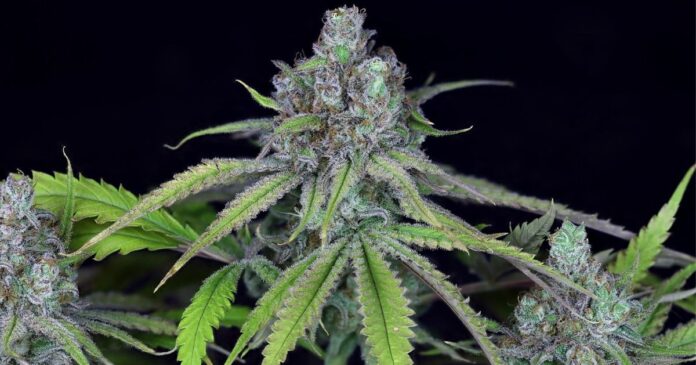 kush plant